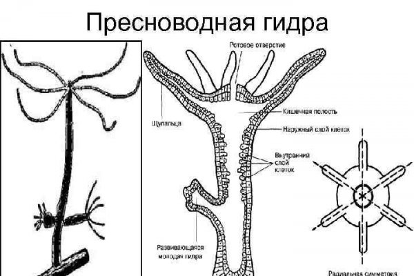 Как выводить деньги с кракена