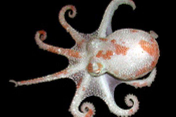 Kraken darknet зеркала кракен обход