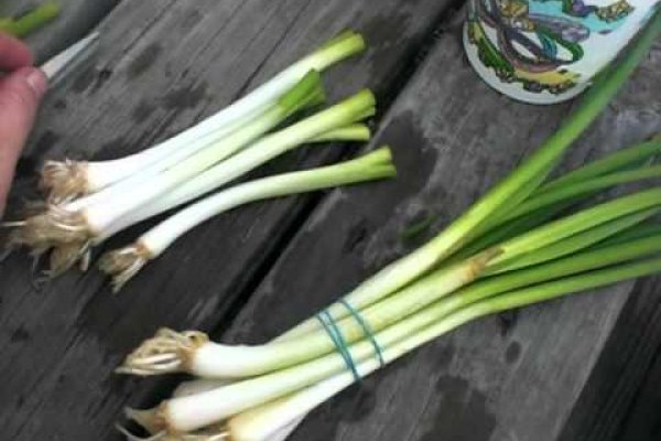Официальная тор ссылка кракен сайта